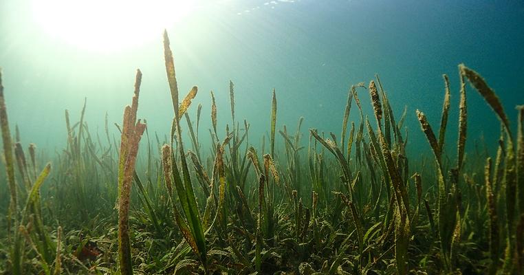 The Solutions Right in Front of Us: Seagrass